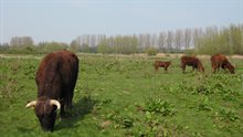 ertveldpolder---koeien-in-de-wei-franse-wielen ertveldpolder---koeien-in-de-wei-franse-wielen