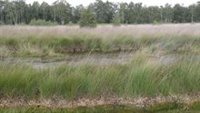 Hoogveen in de Deurnsche Peel