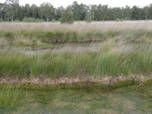 De hoogveenplant in de Deurnsche Peel