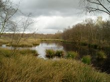 De hoogveenplant in de Groote Peel