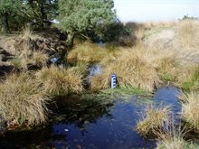 De hoogveenplant in de Deurnsche Peel