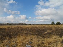 De hoogveenplant in de Groote Peel