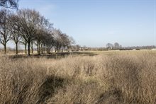 Bomen in projectgebied Leegveld