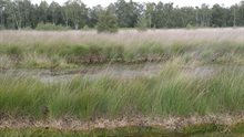 Hoogveen in natuurgebied de Deurnsche Peel