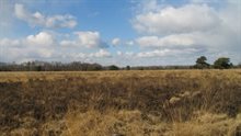 Hoogveen in het natuurgebied de Groote Peel