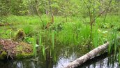 Moeras in het natuurgebied Wijboschbroek