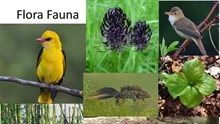 Flora en Fauna in het natuurgebied Wijboschbroek