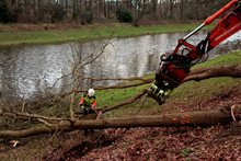 bomen rooien bomen rooien