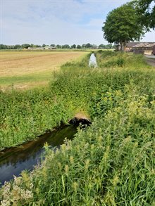 Foto 2 Duiker in het Koordekanaal