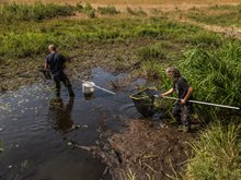 Vissen redden in drooggevallen sloten