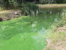 Blauwalg omgeving Gemert-Bakel Boven Aa