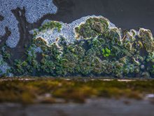 Algen in oppervlaktewater-medium