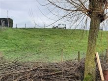 dassenburcht_in_de_teen_van_de_maasdijk_bij_overlangel