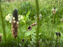 2023-5-22-biodiversiteit