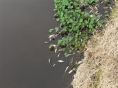 Foto_vissterfte