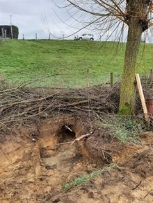 Dassenburcht in de teen van de Maasdijk bij Overlangel