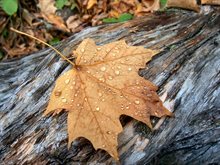 herfst_najaar_regen