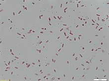 purperbacterie_chromatium_okenii_2_primair_dominant_op_locatie_832214_van_22-9-2023