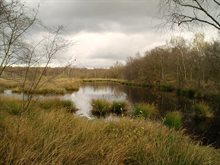 peelvenen-groot-peel-water 1