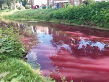 roze_sloot