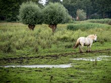waterbericht-juni-2024