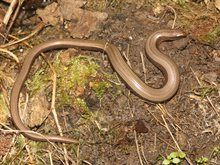 hazelworm_1