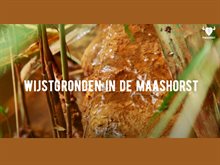 wijstgronden_maashorst