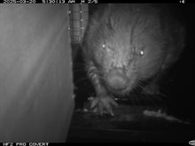bever
