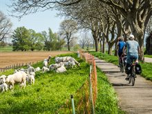 schapen_op_de_dijk