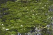 waterwaaier