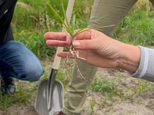 knolcyperus