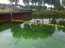 blauwalg_waterbericht_juli
