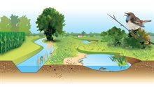 Streefbeeld voor ecologische verbindingszone met flora en fauna Streefbeeld voor ecologische verbindingszone met flora en fauna