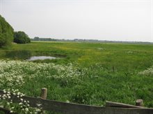 Poel bij de beek de Hertogswetering