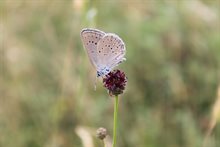 De vlinder het Pimpernelblauwtje
