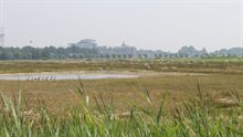 Vogels vliegend over het natuurgebied Vlijmens Ven Vogels vliegend over het natuurgebied Vlijmens Ven