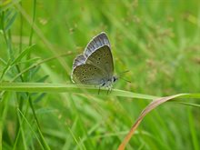 De vlinder het Pimpernelblauwtje