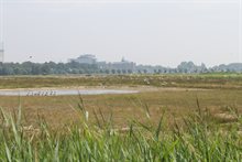 Vogels vliegend over het natuurgebied Vlijmens Ven met de stad 's-Hertogenbosch op de achtergrond