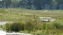 Beek door moeraslandschap bij Bakel